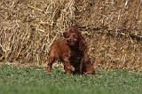 SETTER IRLANDAIS 152
